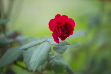 Blooming red rose garden flora photography natural setting close-up view beauty of nature