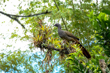Colombian chachalaca perched in a tree in its natural habitat. Amazon guan perched on a moss-covered branch in a tropical forest.