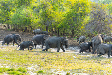 herd Sri Lankan elephant or elephas maximus maximus leaving waterhole.