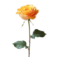 Obraz premium Beautiful Single Yellow Rose Against a Dark Background