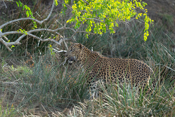 Sri Lankan leopard or Panthera pardus kotiya blending in with environment standing and alertly looking ahead