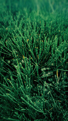 Close-up of Vibrant Green Horsetail Reed Plants in Natural Habitat