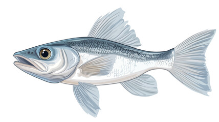 Fototapeta premium Detailed digital illustration of a juvenile striped bass, depicted in profile against a solid white background. The fish is predominantly light blue-grey in color.