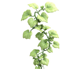 Naklejka premium Elegant illustration of a climbing plant with heart shaped leaves rendered in a detailed classic ink style against a clean backdrop