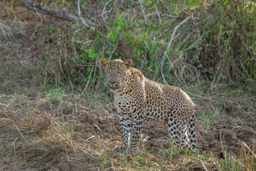 Sri Lankan leopard or Panthera pardus kotiya blending in with environment standing and alertly looking ahead