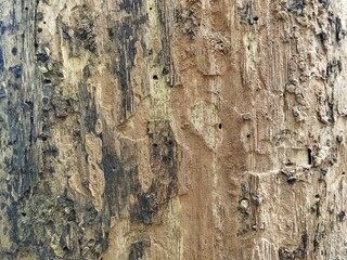 Close up of tree bark surface texture background, copy space 