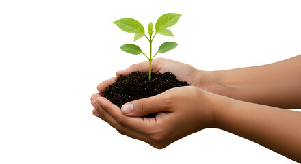 two hands holding a tiny seedling with fresh green leaves and dark soil, isolated on white