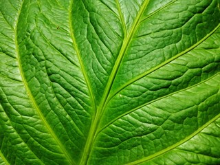 Obraz premium green leaf texture, The surface details of the leaves are very clear. The texture of the leaves looks prominent, showing fine veins. The green color of the leaves looks fresh and natural
