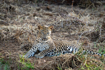 Sri Lankan leopard or Panthera pardus kotiya blending in with environment resting on ground alertly looking ahead