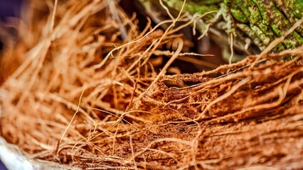 Detailed Close-Up of Coconut Fiber and Tree Bark Texture Composition