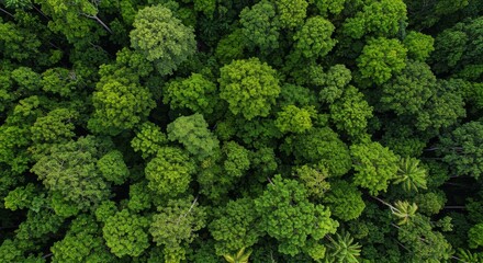 Naklejka premium Aerial View of Lush Green Forest Canopy