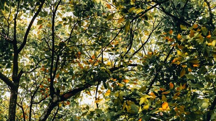 Sunlight filtering through the canopy creates dappled light effect and provides calming and peaceful scenery