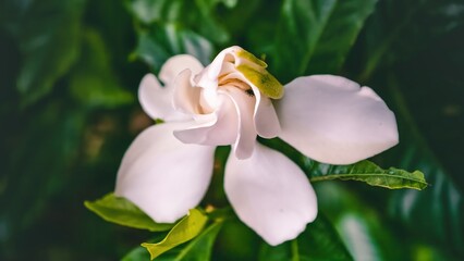 Captivating close-up of a pristine white gardenia in full bloom against lush green foliage