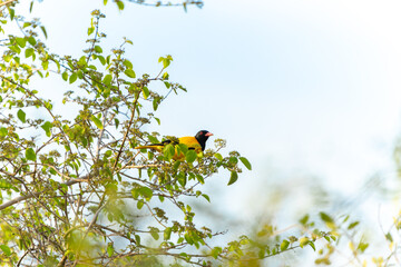 Bright black and yellow black-hooded oriole or Oriolus xanthornus high among green foliage of tree against blue sky