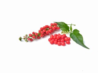 Bloodberry (Rivina humilis) fruits isolated on white background