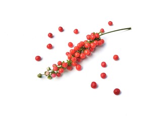 Bloodberry or Rivina humilis fruits isolated on white background	