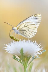 Naklejka premium Elegant White Butterfly on Delicate Flower, Soft Pastel Nature Scene