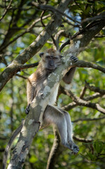 Monkey at Kilim geoforest park Langkawi Malaysia