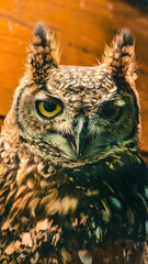 Close-up portrait of a majestic eurasian eagle owl with striking plumage, set against a warm wooden background showcasing its intense gaze and intricate feather patterns
