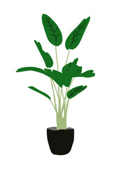 green plant in a pot