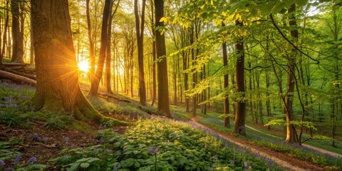 Fototapeta premium Spring forest sunset: breathtaking golden hour photography revealing vibrant nature and its environment.