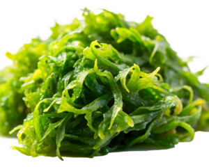 Seaweed Aquatic Plant