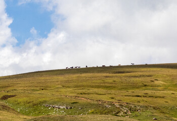 horses grazing on subalpine meadows during the autumn season