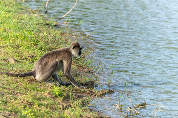 Purple-faced langur or Semnopithecus vetulus monkey at edge of water in wetland
