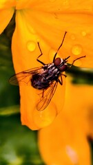 Close-up View of Fly Resting on an Orange Petal with Water Droplets