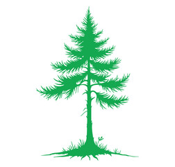 Beyond its commercial uses, Sitka spruce forests provide important habitat for wildlife and have been used by Indigenous peoples for food (young shoots and inner bark), medicine, and crafting items 