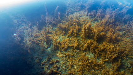 Algae in the clear water of the lake