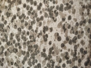 Abstrack moss texture on old concrete wall weathered background 