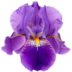 Purple iris flower, blooming bud, isolated on transparent background, cutout png.