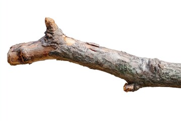 Piece of Dry Branch