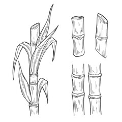 Sugar cane sketch. Hand drawn stems and leaves set, harvest of sweet plant from plantation, growing cultivation stalks, vector illustration