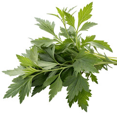 Fototapeta premium Yomogi (Japanese mugwort). isolated on transparent background