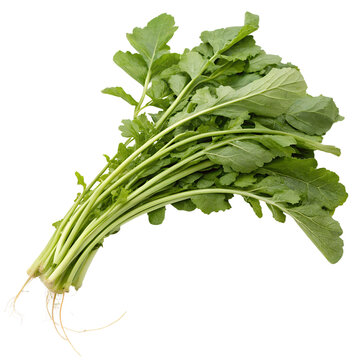 Daikon no ha (daikon radish greens), isolated on a transparent background