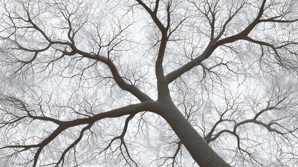 Obraz premium Bare Winter Tree Branches, Low Angle, Light Gray Sky