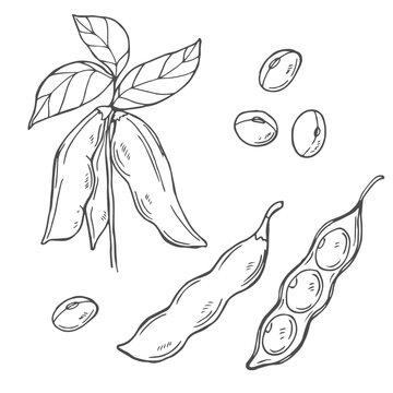 Hand drawn vector illustration of soybean, leaf, pod. Black and white isolated objects collection.