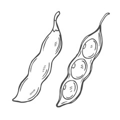 Soy bean, Soybean vector illustration. Soybean engraving isolated on white background.