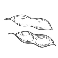 Soy bean, Soybean vector illustration. Soybean engraving isolated on white background.