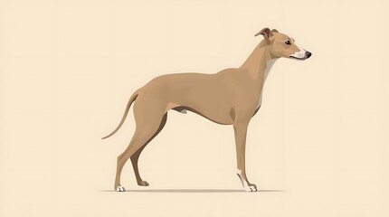 Fototapeta premium Whippet Dog Standing Illustration - Elegant Sighthound Art