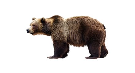 Majestic Brown Bear on Clear Cutout Background