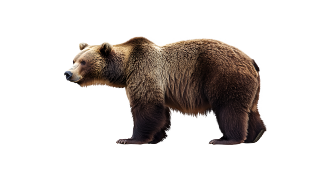 Majestic Brown Bear on Clear Cutout Background