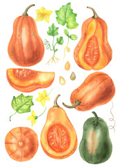 Watercolor set of pumpkins