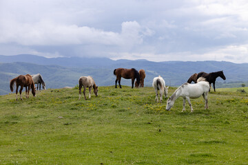 herd of horses in the field