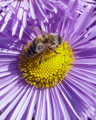 bee on flower
