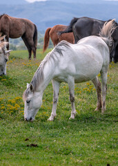 horse and foal