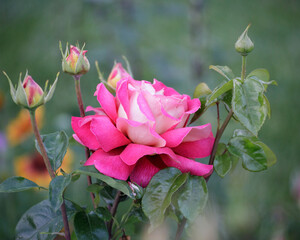 pink rose in garden