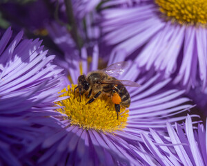 bee on a flower